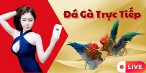 Tìm Hiểu Đá Gà Trực Tiếp Là Gì - Kinh Nghiệm Chiến Thắng