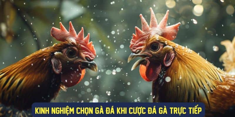 Kinh nghiệm chọn gà đá trực tiếp