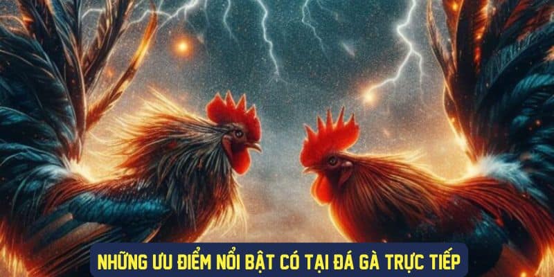 Những ưu điểm nổi bật tại trực tiếp đá gà